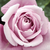 Lila - Teahibrid rózsa - Katherine Mansfield